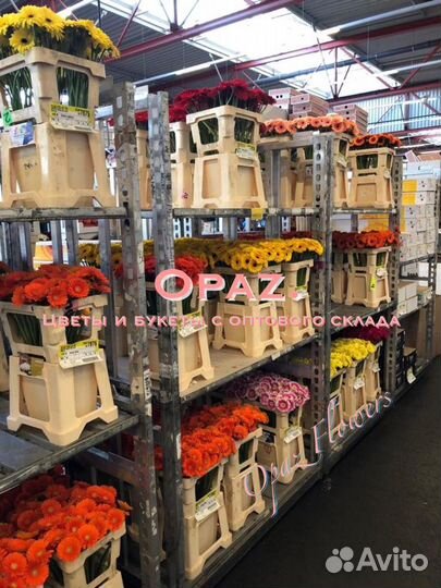 Розы оптом от 50шт