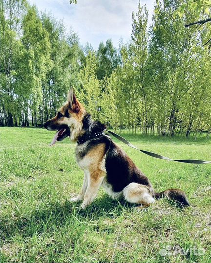 Овчарка не хочет погибать