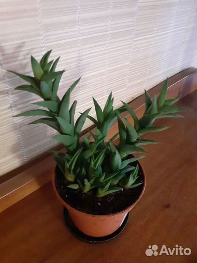 Хавортия извилистая