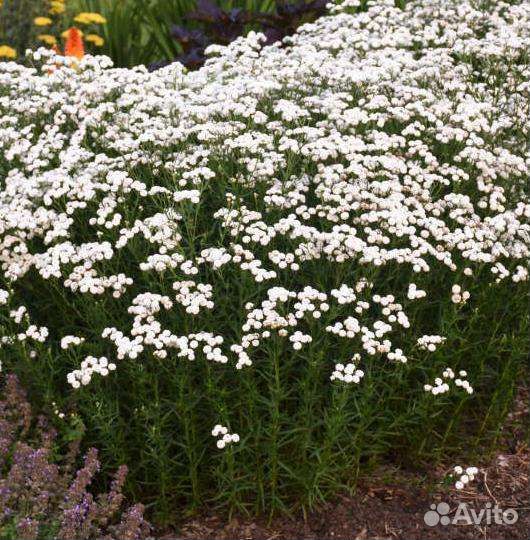 Садовые многолетники