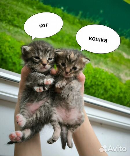 Котята в добрые руки