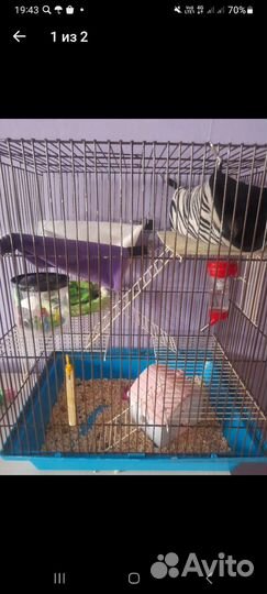 Крысы,хомяки