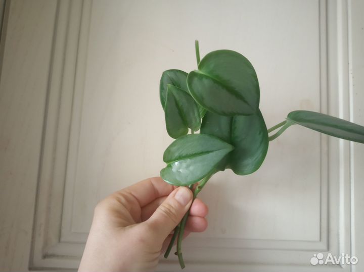 Сциндапсус мунлайт