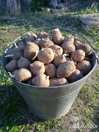 Картофель семенной сорт Гала