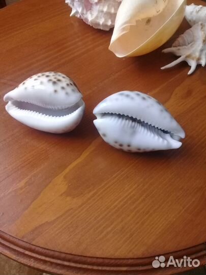 Ракушки морские