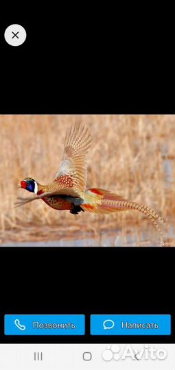 Продаём фазанов оптом