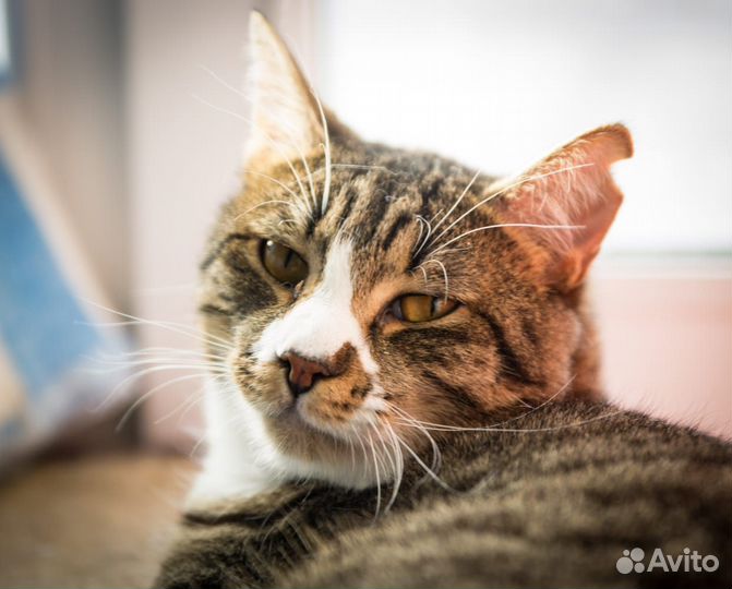 Отдам котика Чака