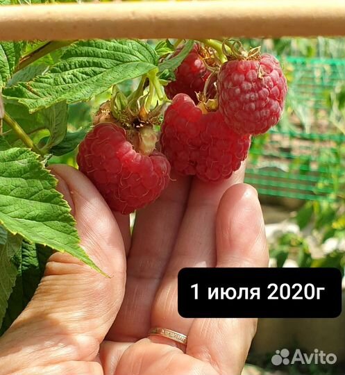 Малиновое дерево