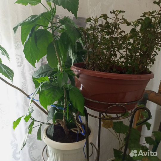 Комнатные цветы