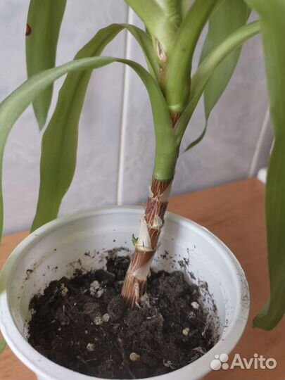 Юкка Комнатные цветы