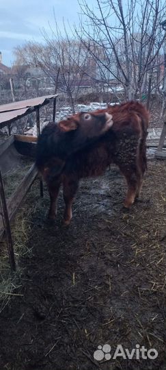 Коровы телки