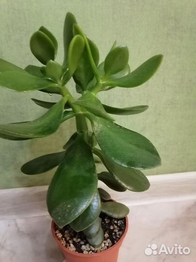 Крассула толстянка