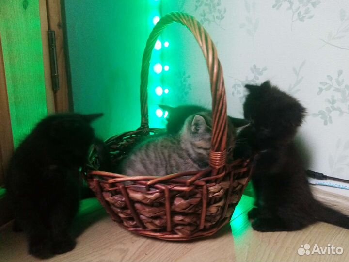 Котята в добрые руки бесплатно