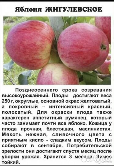 Саженцы яблони в наличии. Летние, осенние, зимние