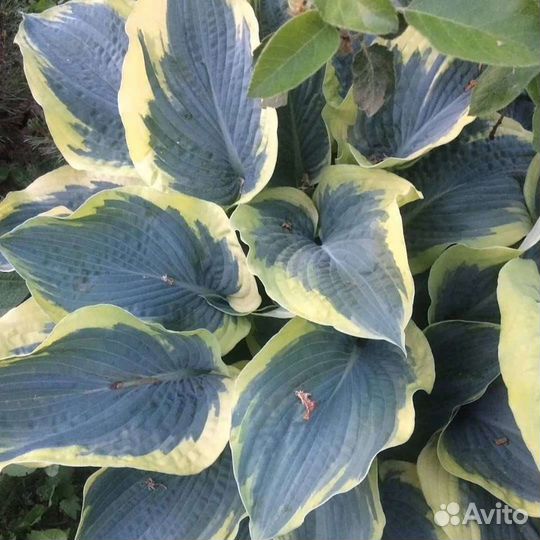 Ирис, хосты