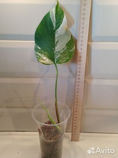 Монстера Альба