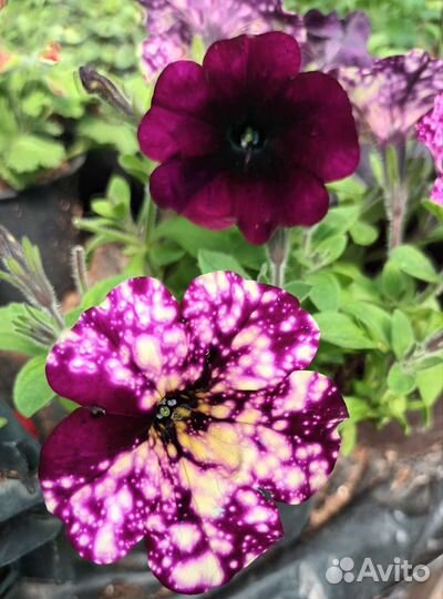 Ампельная петуния