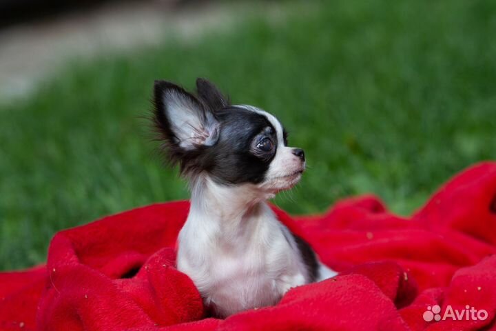Щенки чихуахуа