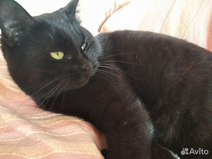 Ищу кошке хороший частный дом