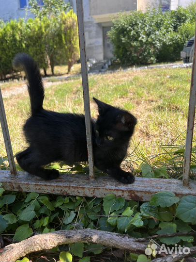 Котята бесплатно