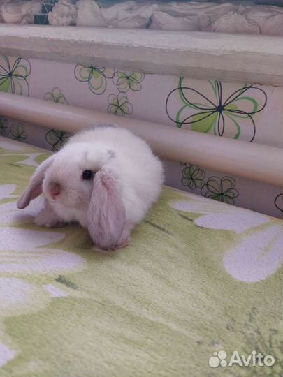 Декоративные кролики