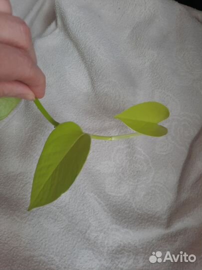 Сциндапсус Neon