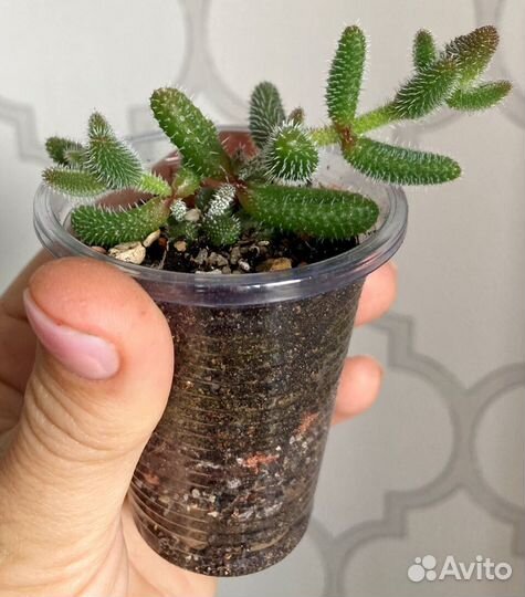 Адромисхус шулдианус Джуттэй, Делосперма шиповатая