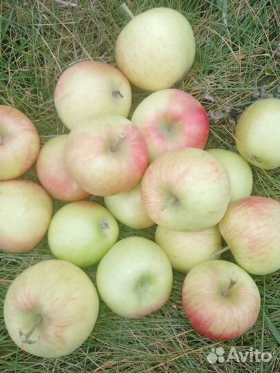 Яблоки сорта: Хани Крисп, Айдаред, Спартан, Гала