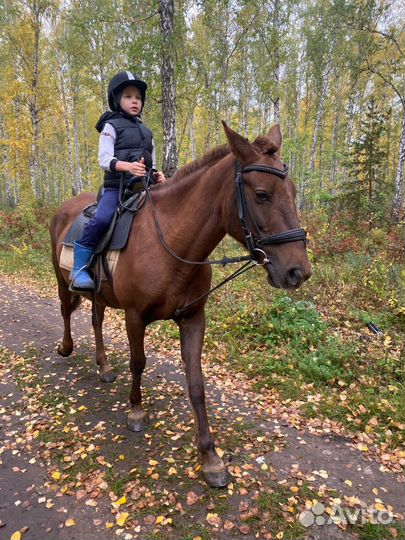 Конные прогулки, обучение верховой езде
