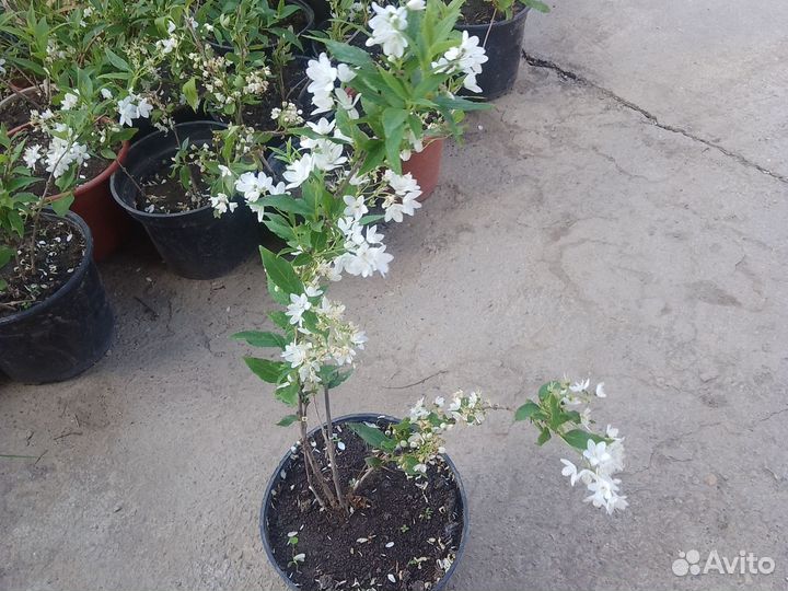 Таволга и многое другое