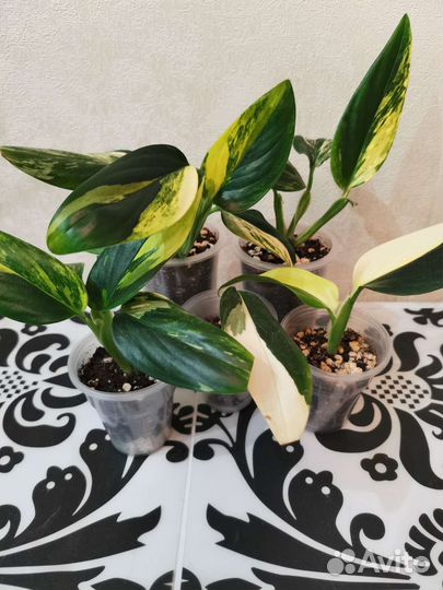 Филодендрон Кобра желтый вар