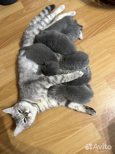 Шотландская вислоухая