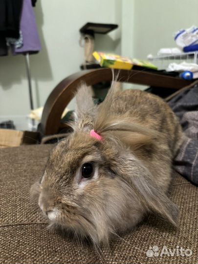 Декоративные кролики