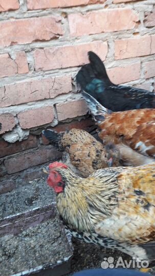 Цыплята подрощенные