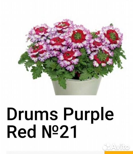 Вербена вегетативная