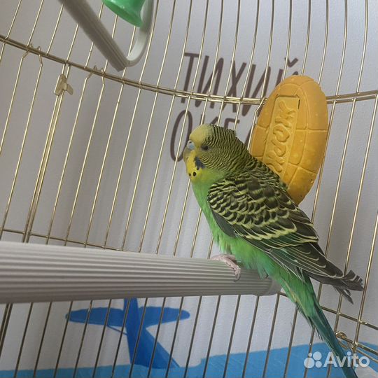 Волнистый попугай с клеткой