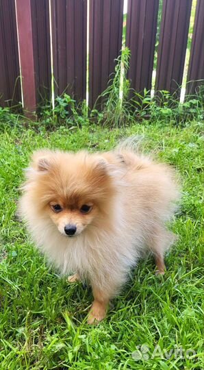 Щенки шпица