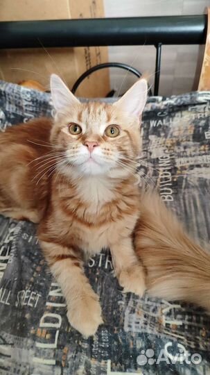 Кошечка Мейн-Кун