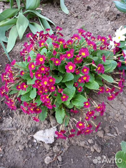 Продам примулы