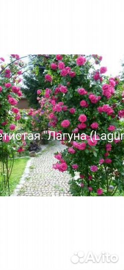 Роза плетистая