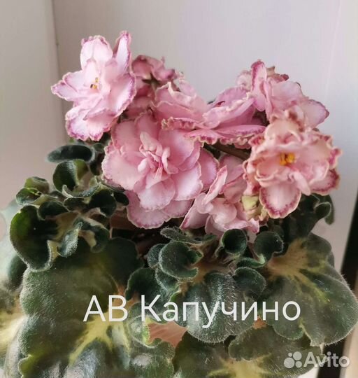 Укорененные листы фиалки