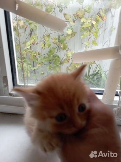 Кошки в добрые руки в дар