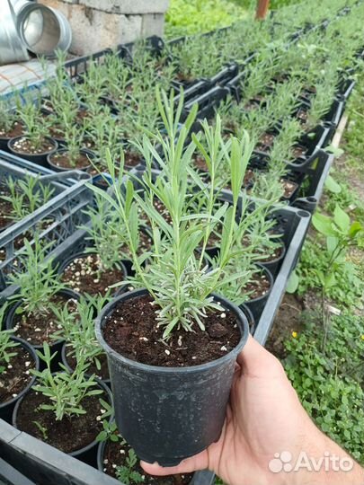 Лаванда Манстед