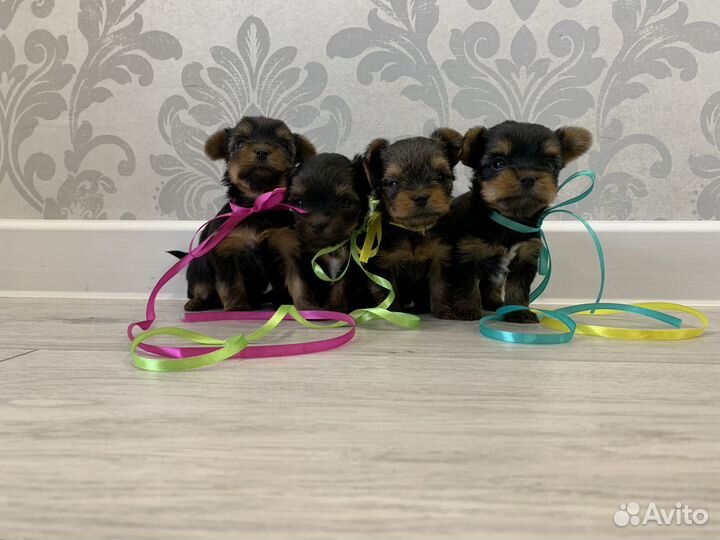 Йоркширский терьер