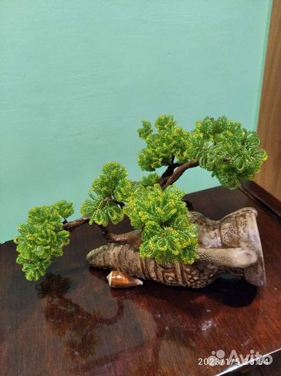 Деревья бонсай