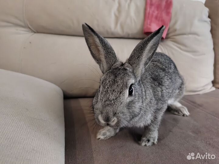 Кролик домашний