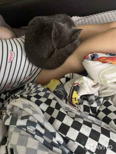 Отдам котика в добрые руки
