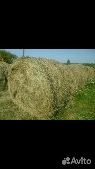 Сено многолетних трав