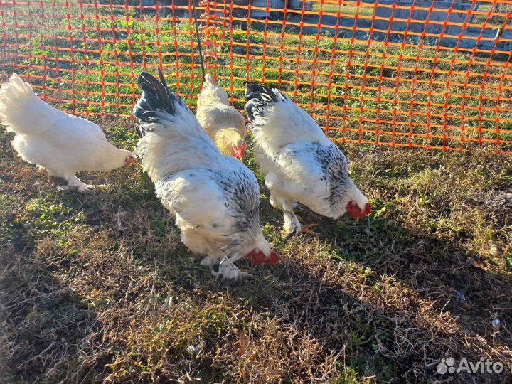Петухи