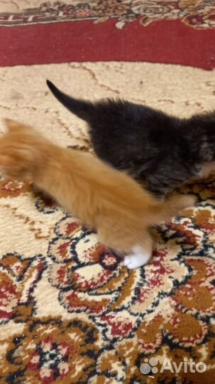 Отдам котят